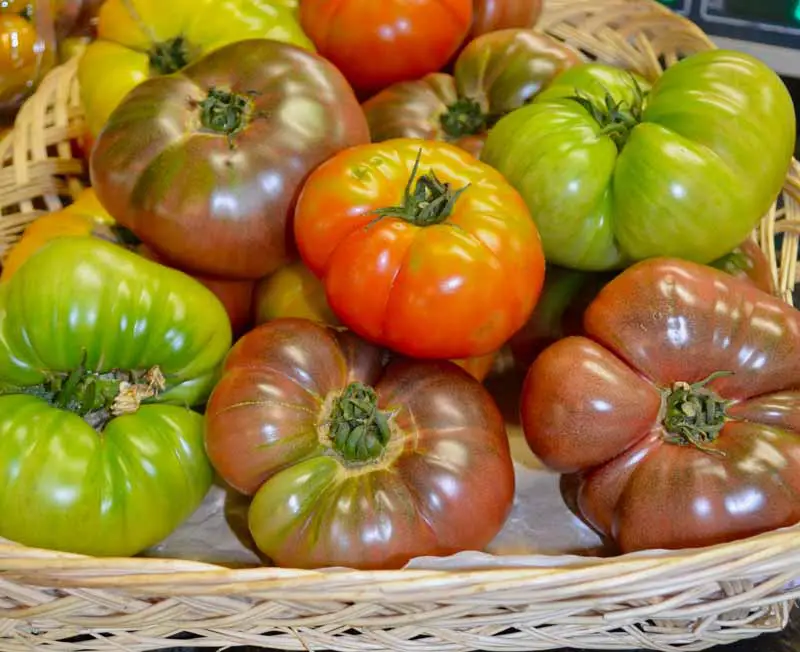 Una imagen horizontal de primer plano de frutos de Solanum lycopersicum de diferentes colores en una cesta de mimbre.