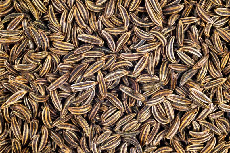 Un lote de semillas de alcaravea que han sido cosechadas.  Primer plano, vista de arriba hacia abajo.
