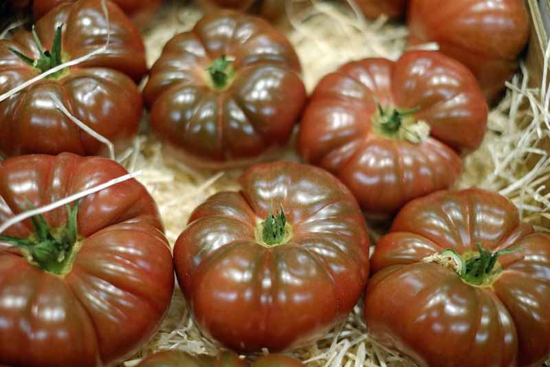 Una imagen horizontal de primer plano de tomates 'Púrpura Cherokee' recién cosechados en una caja de madera.