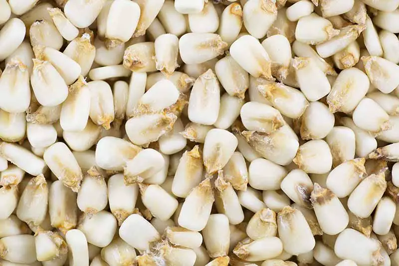 Una imagen horizontal de primer plano de maíz dentado seco.