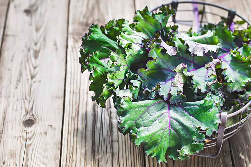 Un primer plano de una cesta de metal que contiene hojas de Brassica oleracea recién cosechadas.  Los tallos y venas de color púrpura contrastan con las hojas de color verde intenso.  El fondo es una superficie de madera.