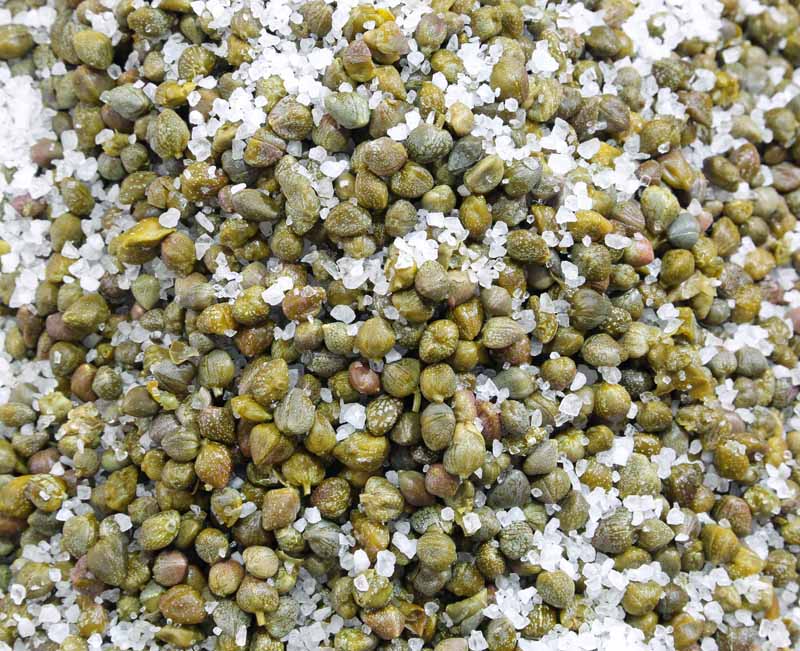 Vista de arriba hacia abajo de unos cogollos de alcaparras cosechados comercialmente mezclados con sal de roca como parte del proceso de salmuera.