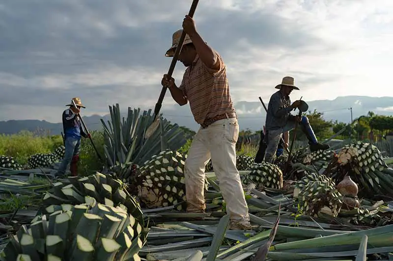 Una imagen horizontal de agricultores trabajando en la tala de las plantas de agave para hacer tequila.