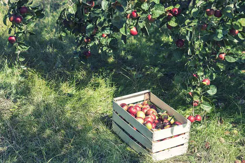 Una imagen horizontal de primer plano de una caja que contiene fruta recién recolectada en el suelo con árboles en un enfoque suave en el fondo.