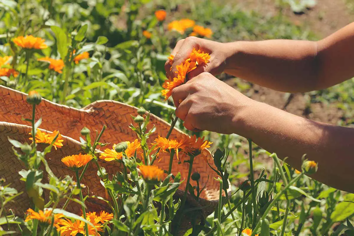 Una imagen horizontal de primer plano de dos manos desde la derecha del marco cosechando flores de caléndula naranja en un jardín soleado.