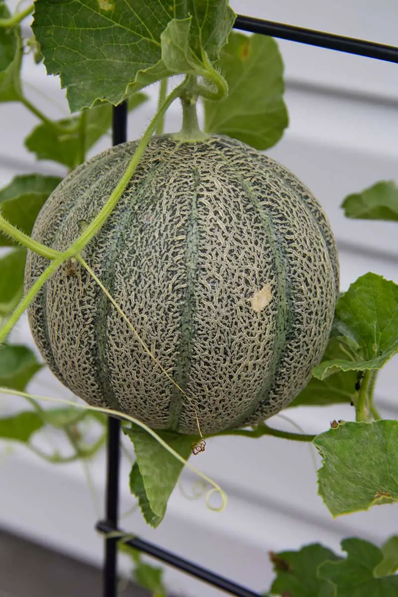 Una imagen vertical de primer plano de un melón cantaloupe que crece en un enrejado de metal con una pared blanca en el fondo, lo que facilita la cosecha de la fruta.