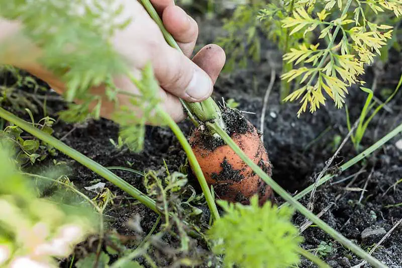 Un primer plano de una mano sosteniendo la parte superior verde de una zanahoria y sacando la raíz suavemente del suelo oscuro y rico, desvaneciéndose en un fondo de enfoque suave.