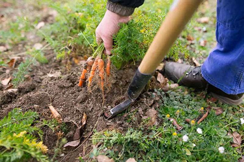 Una mano y una pala de la derecha del marco, la mano que sostiene un manojo de zanahorias recién excavadas sacándolas de la tierra.  Un zapato y la parte inferior de un pantalón azul al fondo, con tierra y vegetación alrededor.