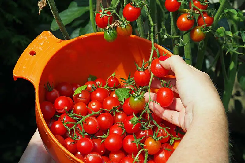 Un primer plano de una mano desde la parte inferior del marco cosechando tomates cherry maduros en un recipiente de plástico naranja en un jardín.