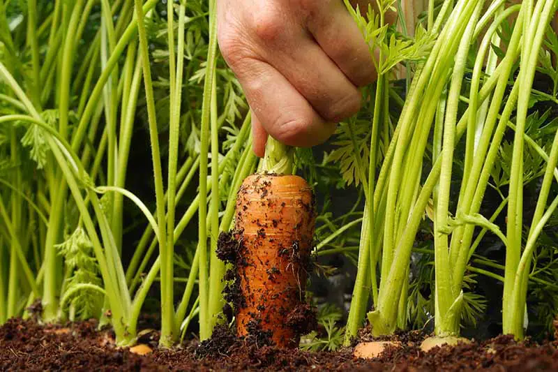 Una imagen horizontal de primer plano de una mano desde la parte superior del marco cosechando una zanahoria del jardín.