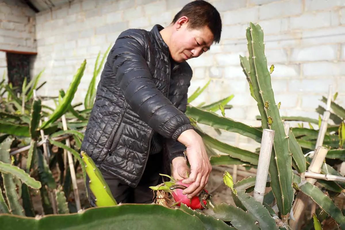 Un primer plano de un jardinero cosechando fruta del dragón.  Crédito editorial: junrong / Shutterstock.com.
