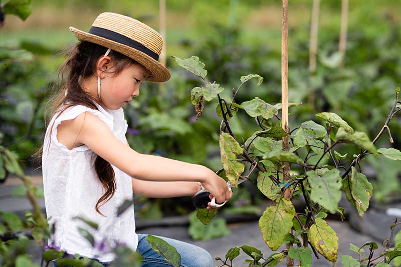 Una imagen horizontal de cerca de una niña cosechando berenjenas de hileras de plantas en el jardín.
