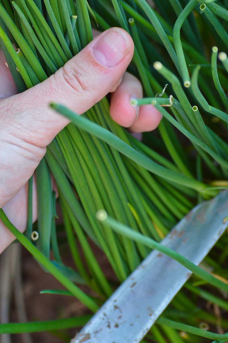 Una imagen vertical de cerca de una mano desde la izquierda del marco usando un cuchillo para cosechar cebolletas de ajo.