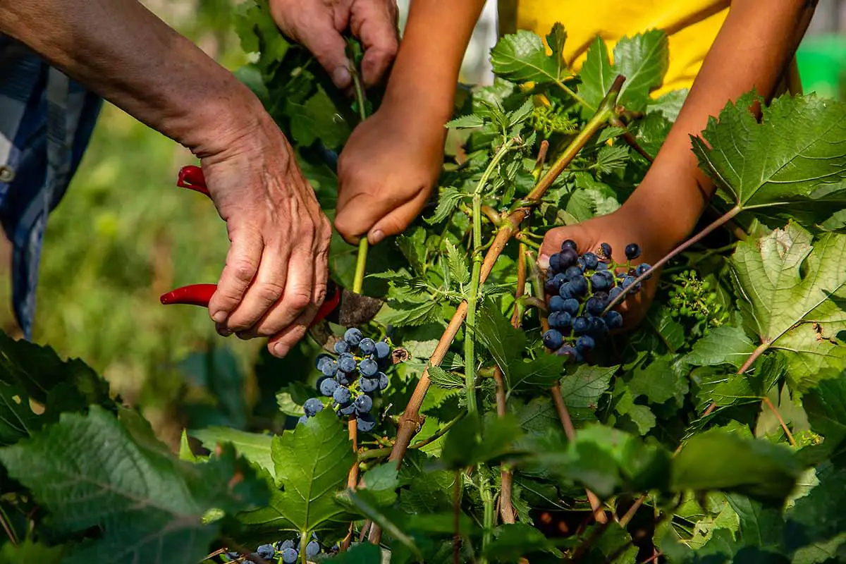 Una imagen horizontal de cerca de dos jardineros cosechando uvas de las vides.