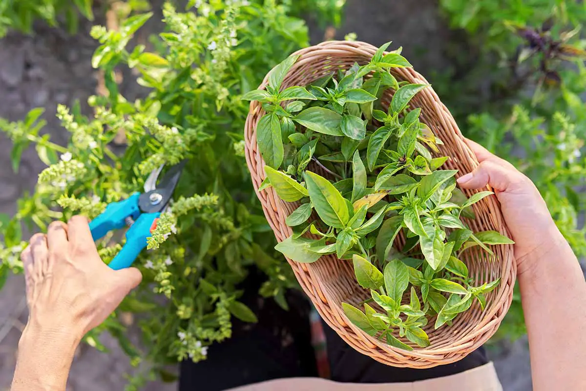 Una imagen horizontal de primer plano de un jardinero cosechando hierbas frescas de un huerto y colocándolas en una cesta de mimbre.