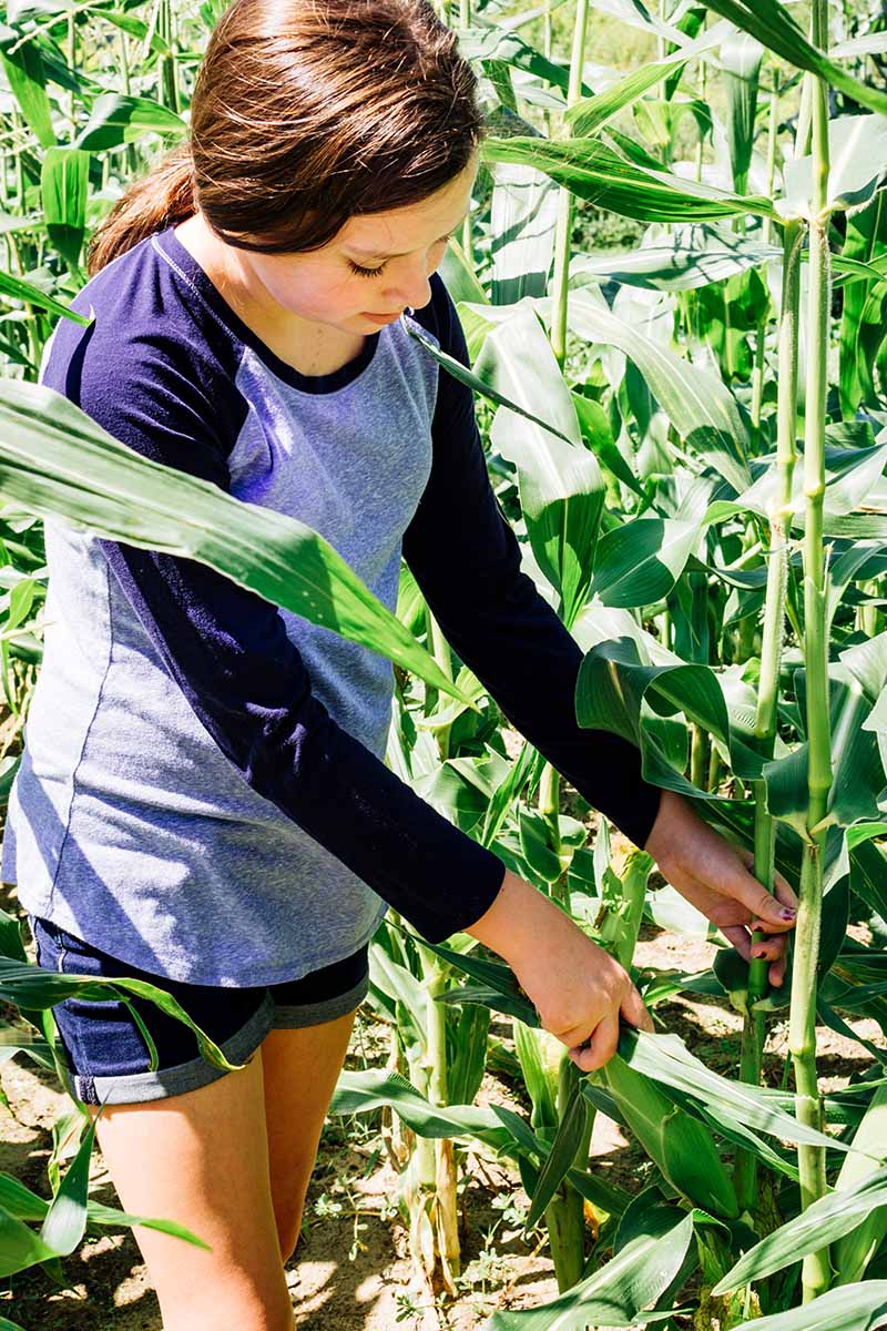 Una imagen vertical de una mujer joven arrancando una mazorca de maíz del tallo en medio de un campo de maíz.  En la foto en un sol brillante.