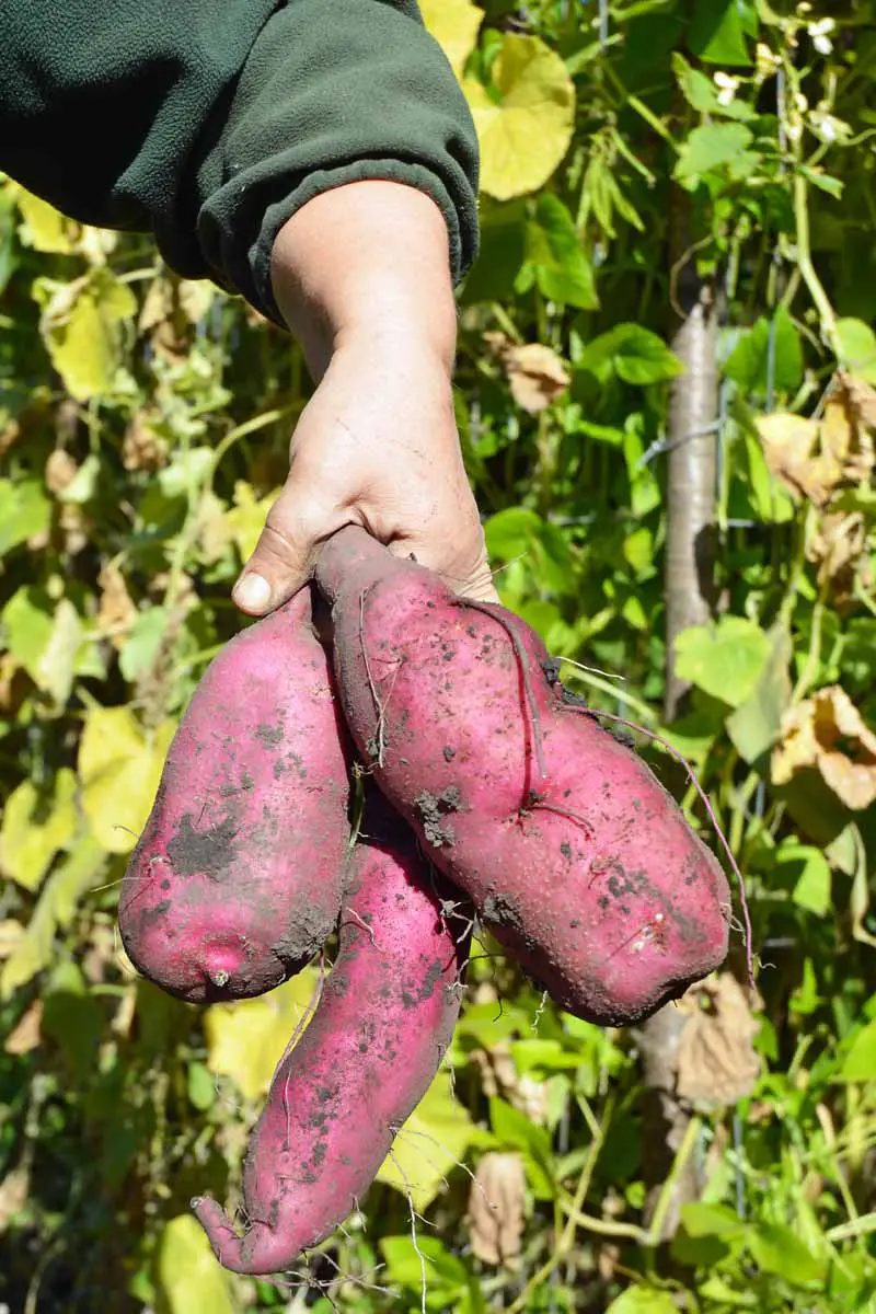 Un brazo y una mano humanos sostienen tres batatas recién cosechadas.