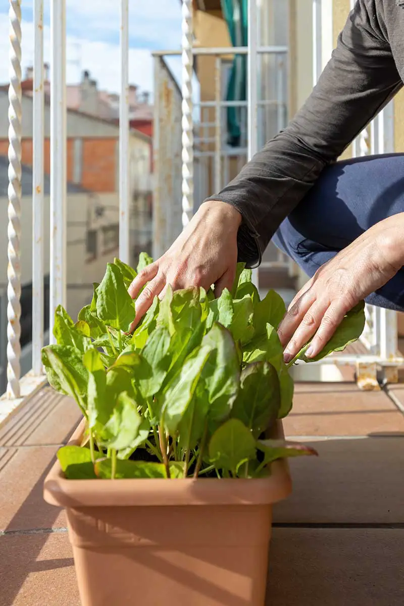 Una imagen vertical de cerca de un jardinero cosechando lechuga de un recipiente en un balcón.