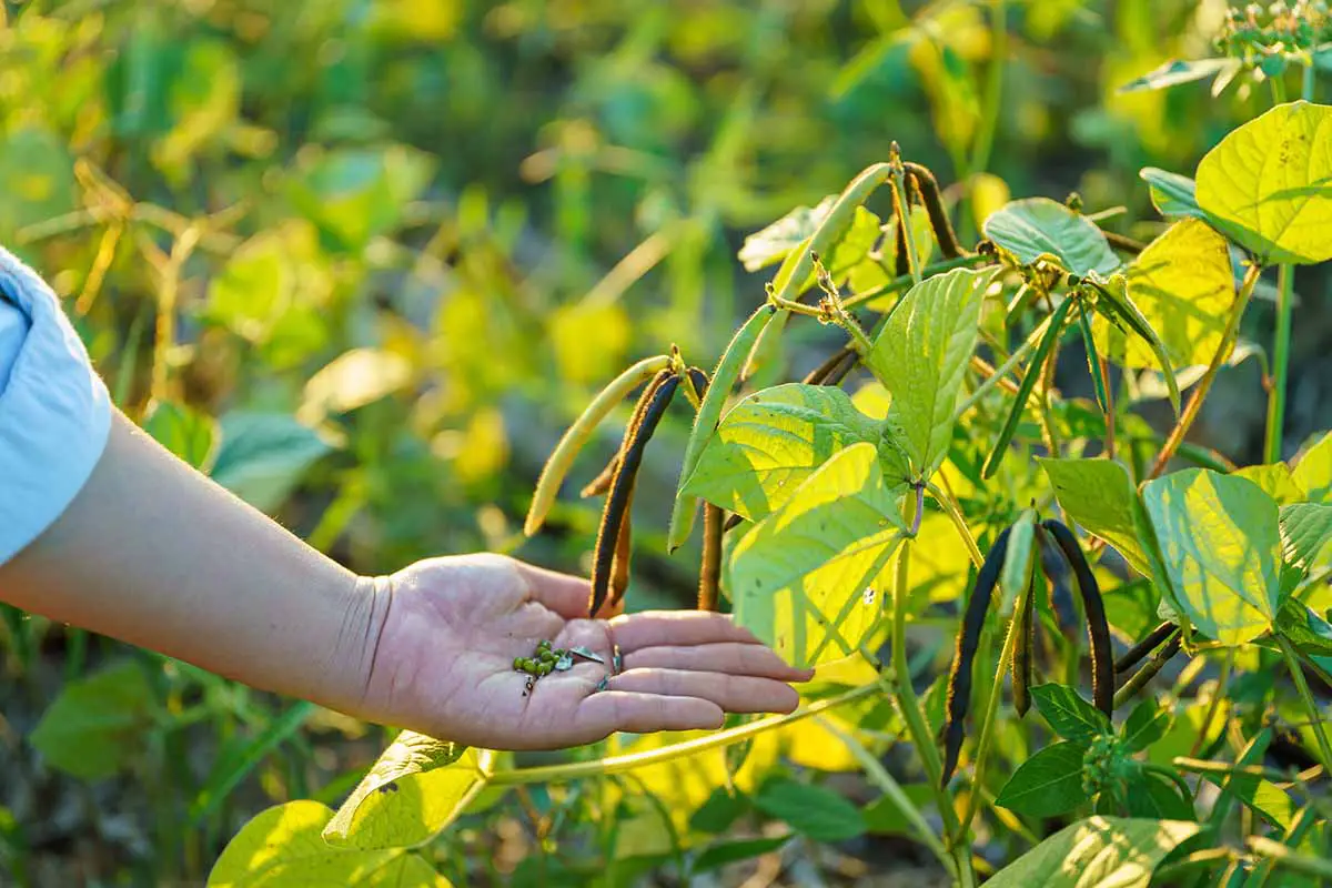 Una imagen horizontal de primer plano de una mano desde la izquierda del marco cosechando frijoles mungo de una planta que crece en el patio trasero.