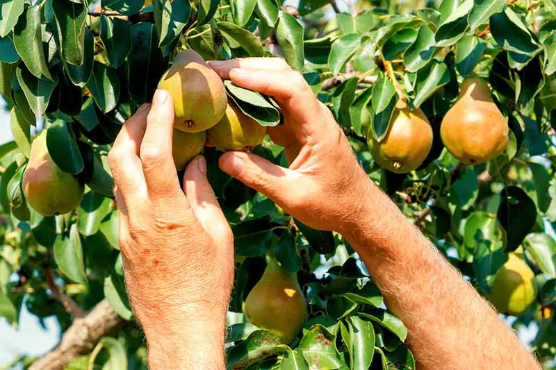 Dos manos alcanzando un árbol para cosechar peras bajo el sol.