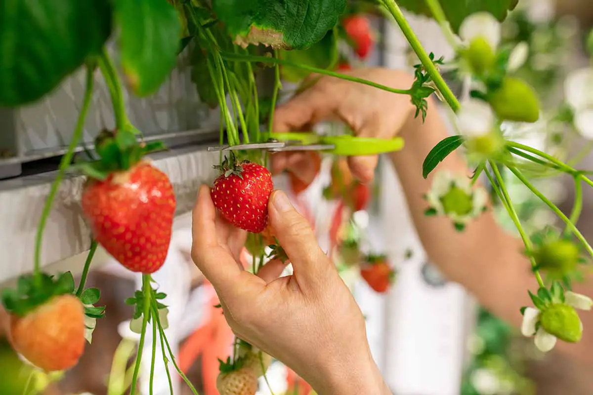 Una imagen horizontal de primer plano de dos manos desde la derecha del marco usando un par de tijeras para cosechar fresas maduras de un contenedor elevado.