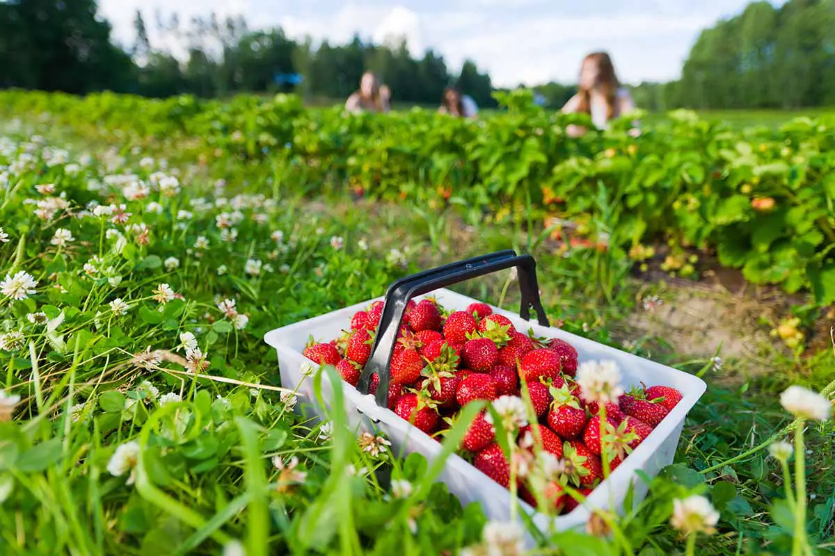 Una imagen horizontal de un campo de fresas con una cesta de frutas maduras en el suelo.