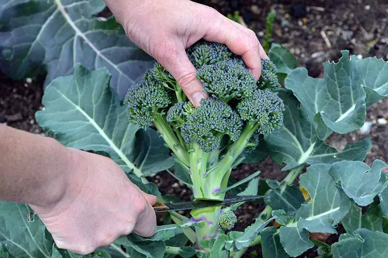Un primer plano de dos manos desde la izquierda del marco, una con un cuchillo, cosechando una cabeza de brócoli de la planta, con follaje a su alrededor y tierra en un enfoque suave en el fondo.