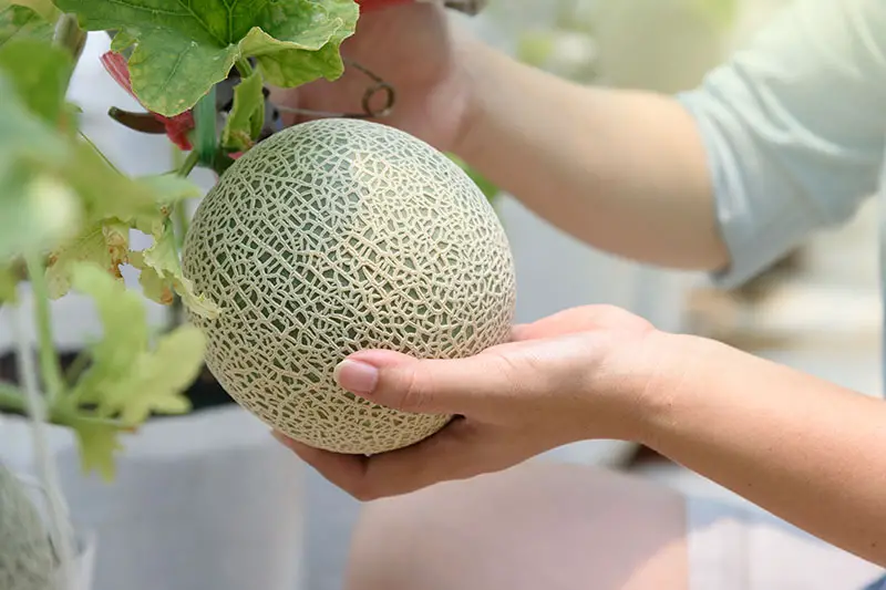 Un primer plano de dos manos desde la derecha del marco agarrando un melón pequeño con cáscara "redada", justo antes de la cosecha, fotografiado sobre un fondo de enfoque suave.