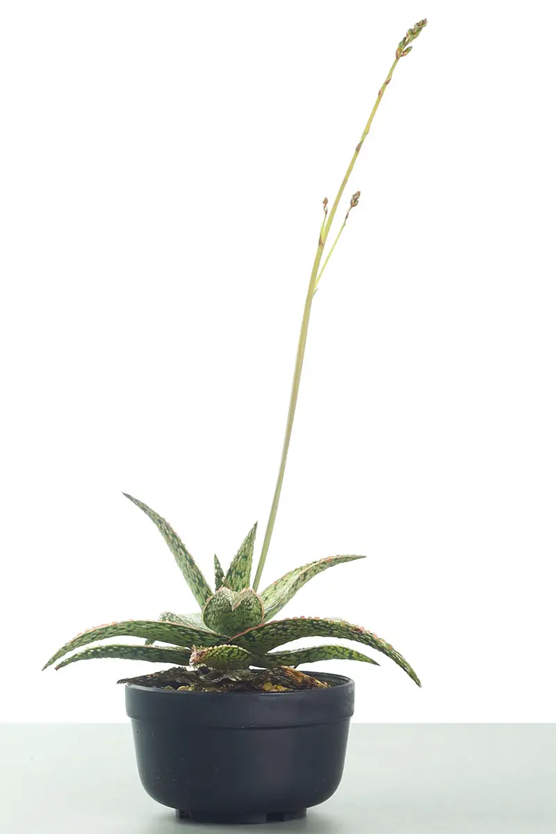 Una imagen vertical de una planta de interior haworthia que crece en una maceta pequeña con un largo tallo floral aislado en un fondo blanco.