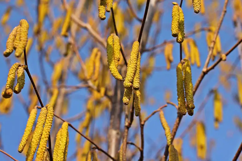 Una imagen horizontal de flores de avellana colgando del árbol con cielo azul sobre un fondo de enfoque suave.