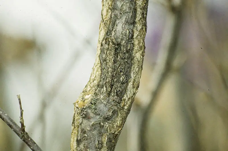 Una imagen horizontal de primer plano del tallo de un árbol de avellana que sufre de tizón de avellana oriental fotografiada en un fondo de enfoque suave.