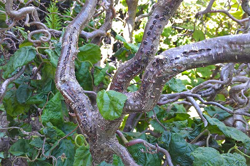 Un primer plano de las ramas de un avellano que sufre de tizón de avellana oriental, que muestra cancros oscuros en el tallo, fotografiado a la luz del sol filtrado.