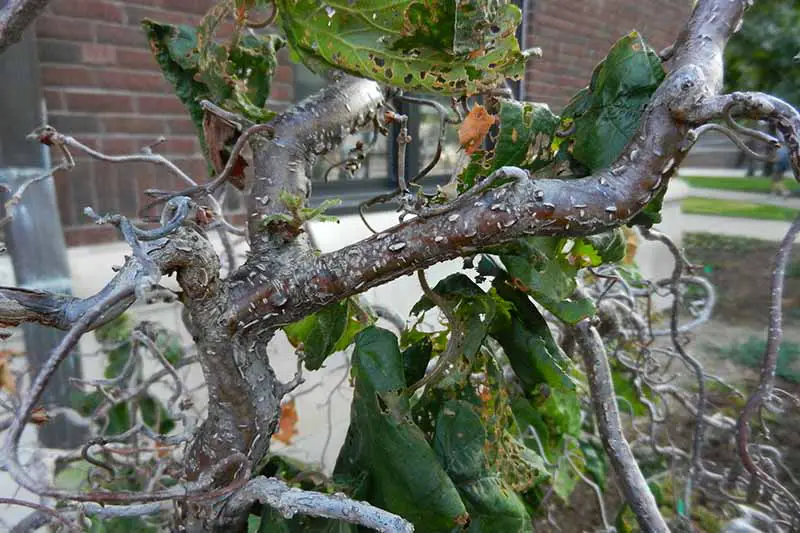 Una imagen horizontal de cerca de un árbol de avellanas que crece fuera de un edificio de ladrillo que sufre de una enfermedad, representada en un fondo de enfoque suave.