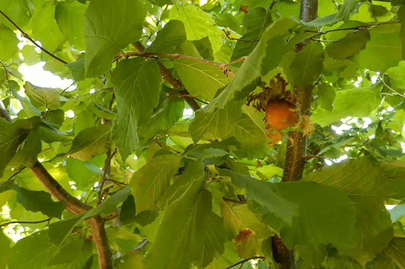 Una imagen horizontal de primer plano del follaje y una nuez en desarrollo en un árbol en el jardín, fotografiada con luz solar filtrada.