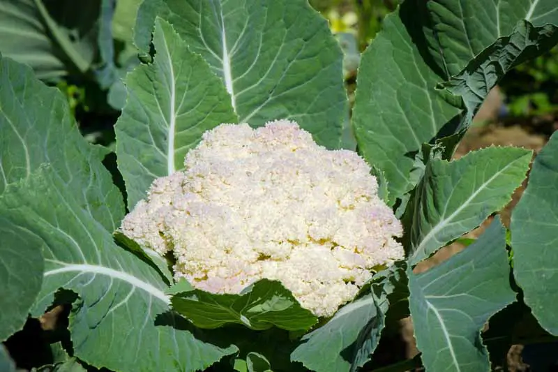 Primer plano de una cabeza blanca de coliflor que crece en un jardín otoñal de clima fresco.