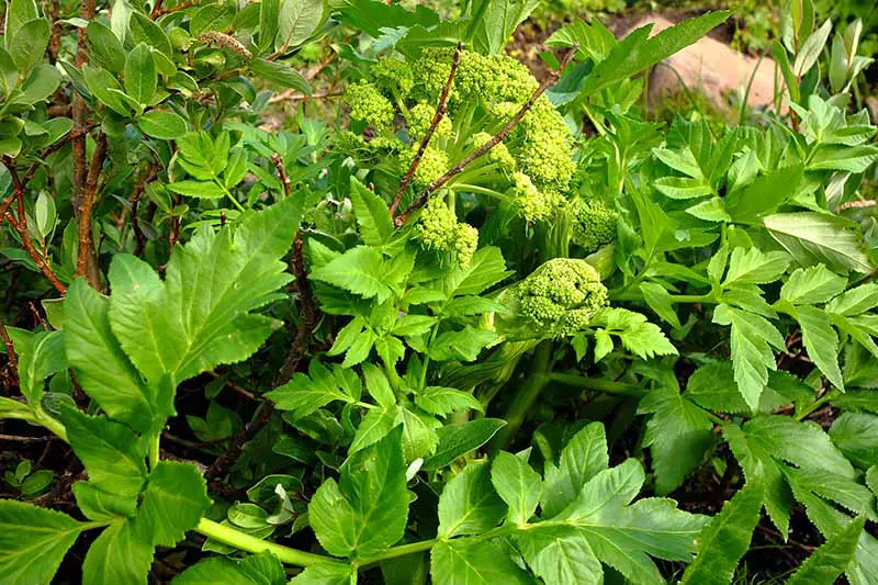 Un primer plano de una planta sana de Angelica archangelica que crece en el jardín, con follaje verde brillante sobre un fondo de enfoque suave.
