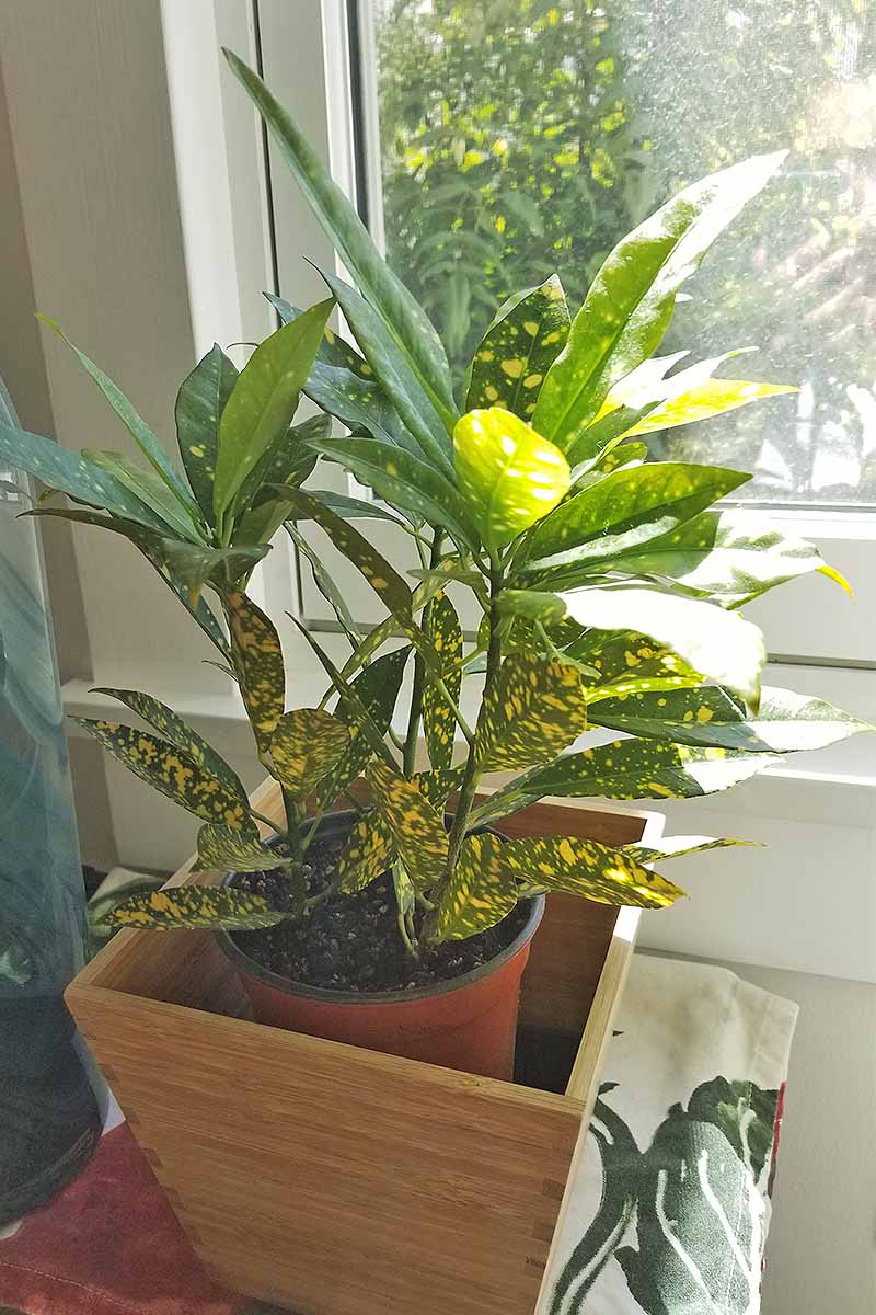Una pequeña planta de C. variegatum aucubaefolia 'Gold Dust' en una maceta de plástico naranja dentro de una maceta cuadrada de bambú, creciendo bajo el sol brillante frente a una ventana.