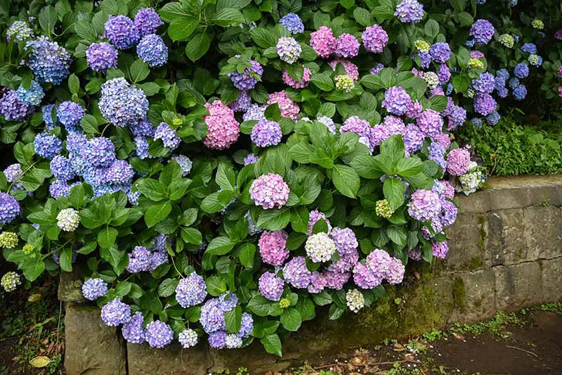 Un primer plano de una gran hortensia que crece detrás de un muro de contención de hormigón, con flores rosas y azules y follaje verde brillante.