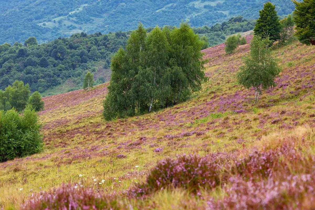 Una imagen horizontal de la ladera de una colina cubierta de brezos en flor que crecen alrededor de los árboles.