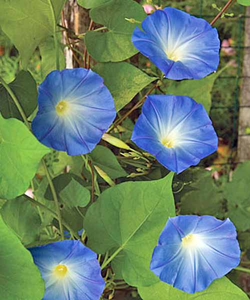 Enredadera de gloria de la mañana 'Heavenly Blue' con cinco flores y hojas verdes en forma de corazón.