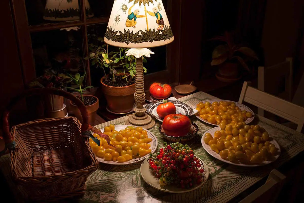 Una imagen horizontal de una pequeña mesa con platos llenos de diferentes tipos de tomates iluminada por una lámpara decorativa.