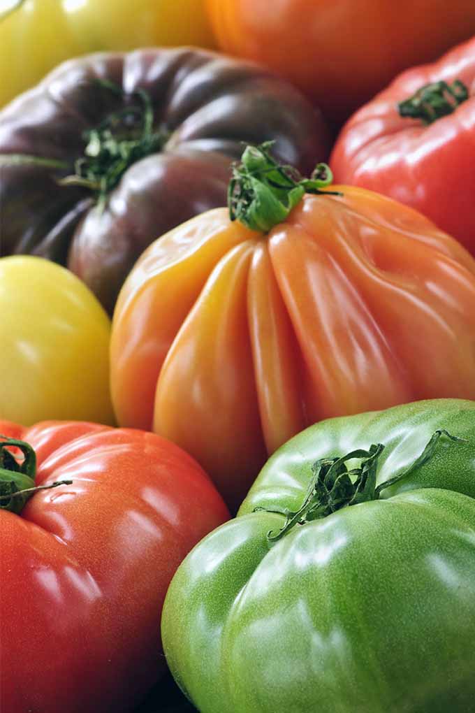 Imagen vertical de tomates reliquia maduros verdes, rojos, naranjas, amarillos y morados.
