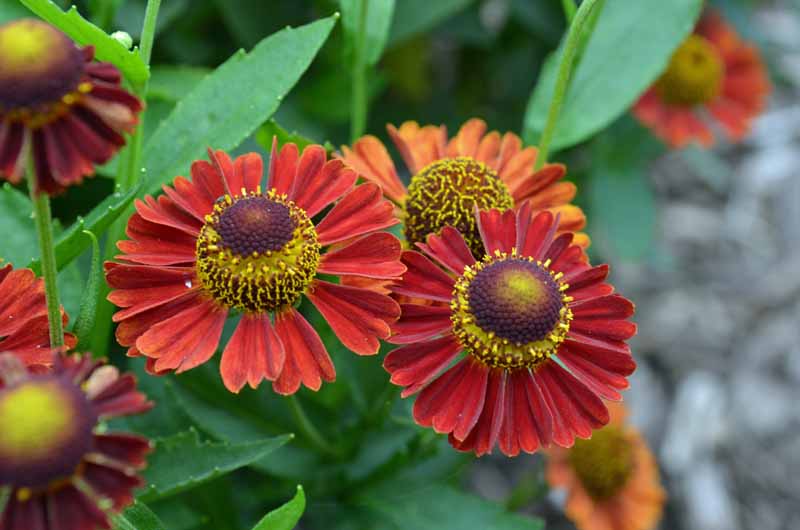 Una imagen horizontal de cerca de dos flores de helenio rojo anaranjado en flor en un fondo de enfoque suave.