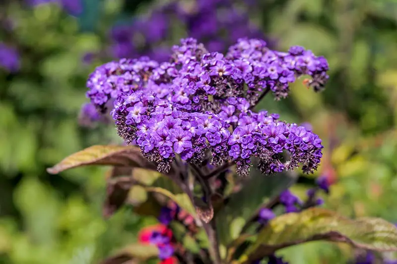 Un primer plano de un racimo de flores púrpura del heliotropo, que crece en el jardín bajo el sol brillante sobre un fondo de enfoque suave.