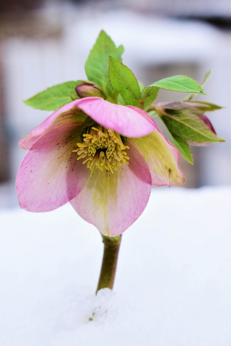 Una imagen vertical de cerca de una flor rosa que crece a través de la nieve invernal, representada en un fondo de enfoque suave.