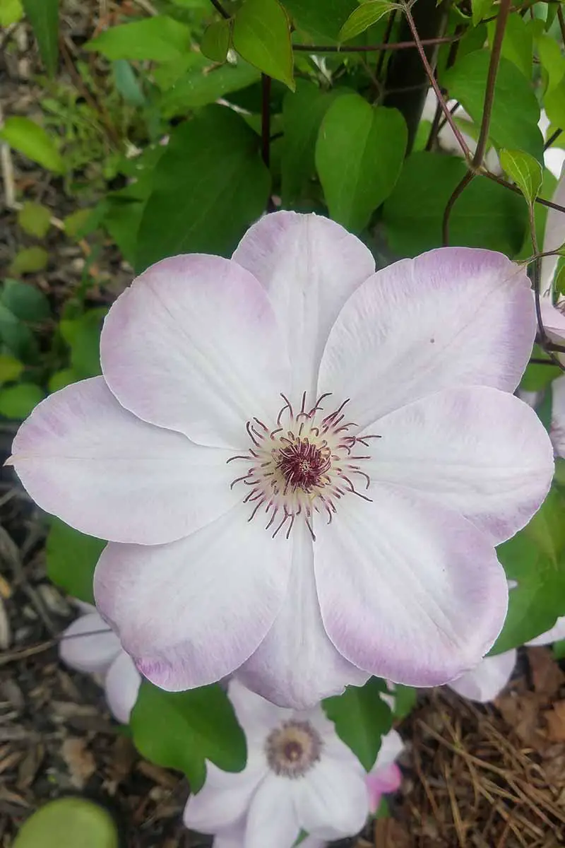 Un primer plano de una flor blanca con bordes de color rosa muy pálido en los pétalos y filamentos oscuros en el centro.  En el fondo hay hojas y vegetación en un enfoque suave.