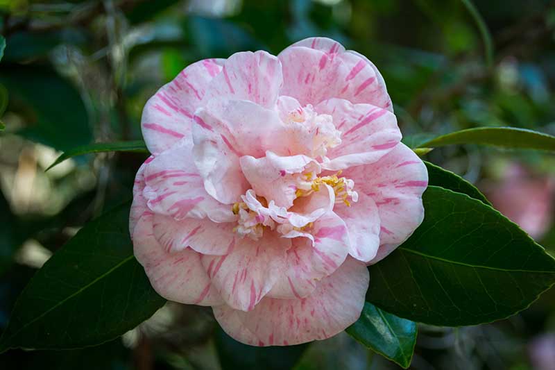 Una imagen horizontal de primer plano de una flor 'Herme' de color rosa claro y oscuro que crece en el jardín representada en un fondo de enfoque suave.