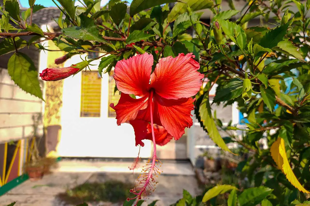 Una imagen horizontal de un hibisco tropical rojo que crece fuera de una residencia.