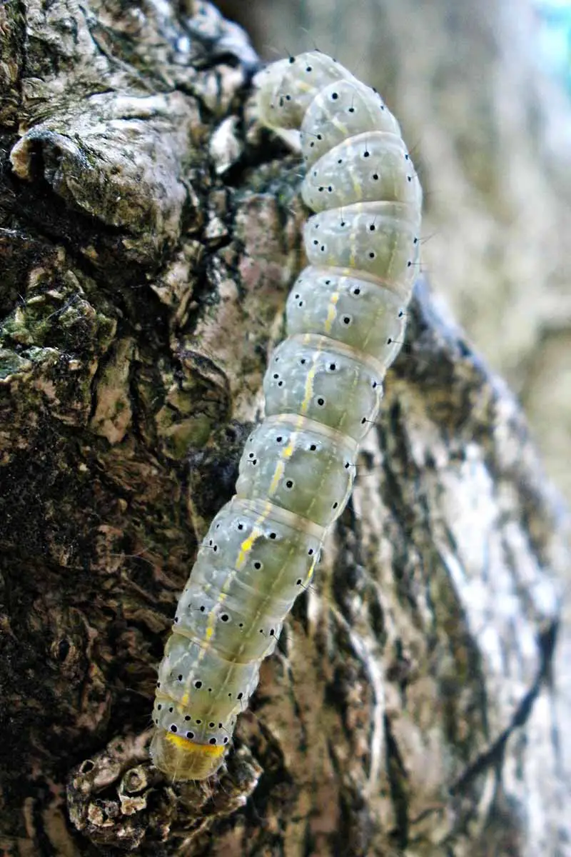Una imagen horizontal de primer plano de una larva de polilla de silla de montar cubierta con capullos de bracónidos.