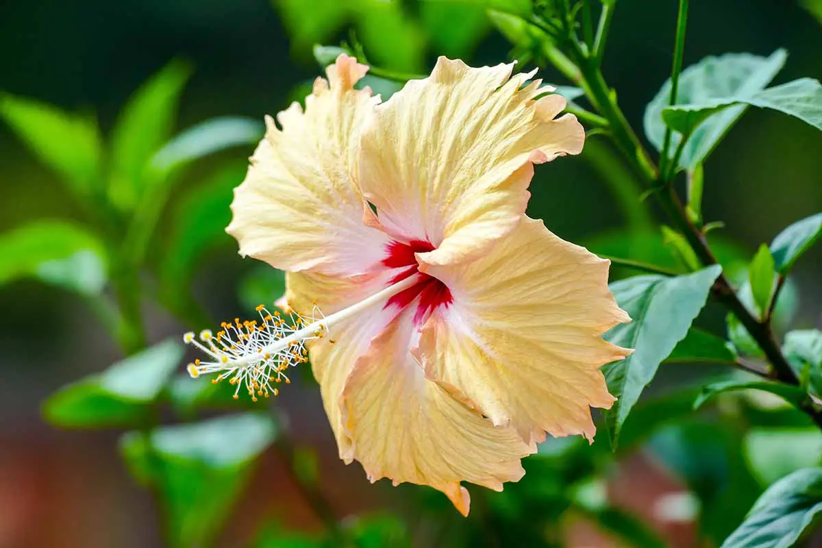 Una imagen horizontal de primer plano de una flor de hibisco tropical amarillo pálido que crece en el jardín representada en un fondo de enfoque suave.